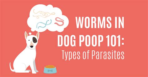 Finding Worms in Dog Poop? Check Out Our Guide to Dog Parasites