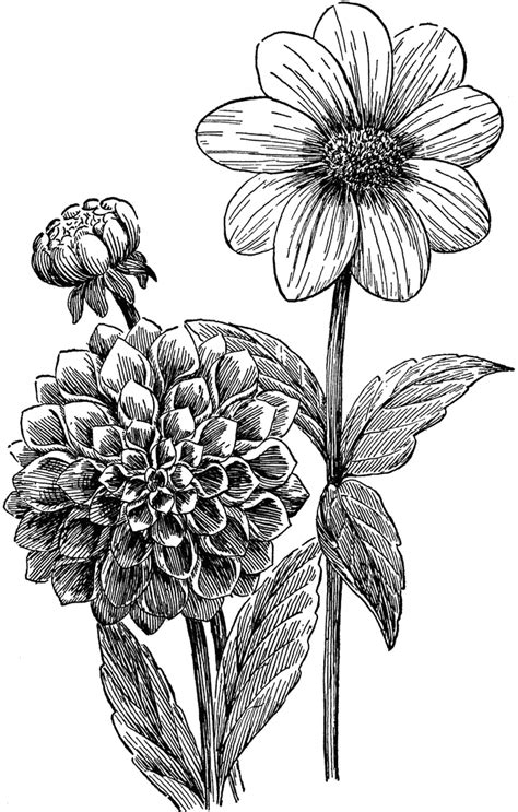 Dahlias | ClipArt ETC