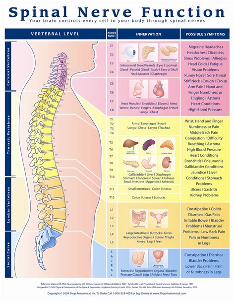 Spinal Nerve Function Anatomical Chart - Anatomy Models and Anatomical Charts