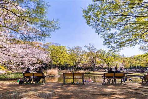 17 Best Places To See Cherry Blossoms in Tokyo | Tokyo Weekender