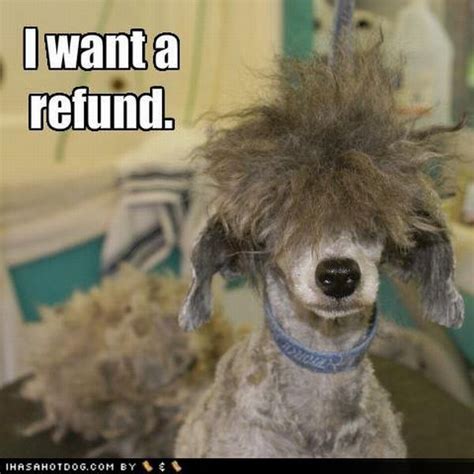 Hilarious Dog Haircuts (49 pics) - Izismile.com