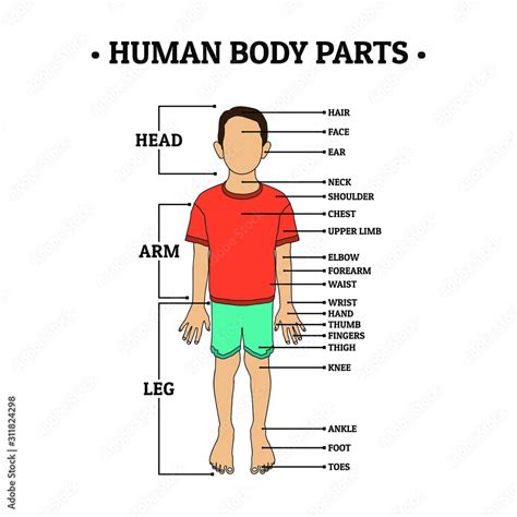 Human Body Parts including HEAD, ARM, LEG, hair, face, ear, neck ...