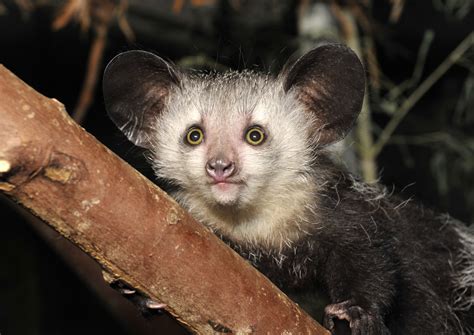 Aye-aye - Duke Lemur Center