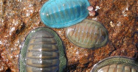 Real Monstrosities: Chiton