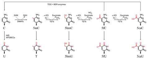 Cytosine Methylation