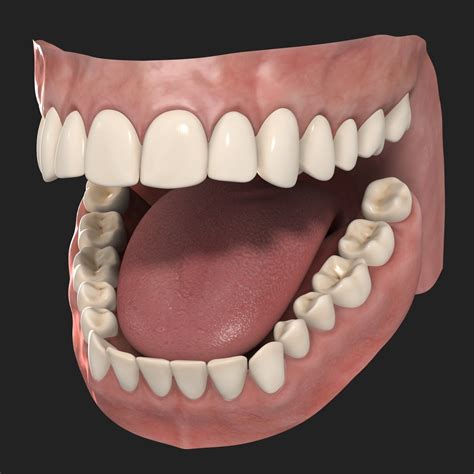 Free photo: Human Teeth - Adult, Model, Tongue - Free Download - Jooinn