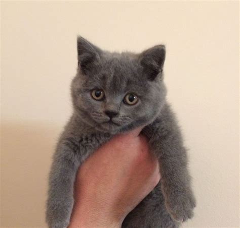 British Shorthair Cats For Sale | Lake Mary, FL #195818