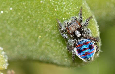 The Peacock Spider