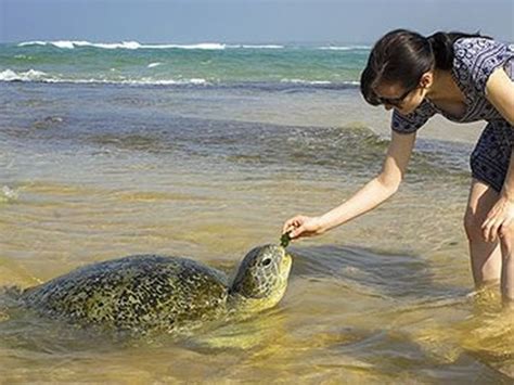 Turtle Hatchery Kosgoda - Ovation Travels (Pvt) Ltd