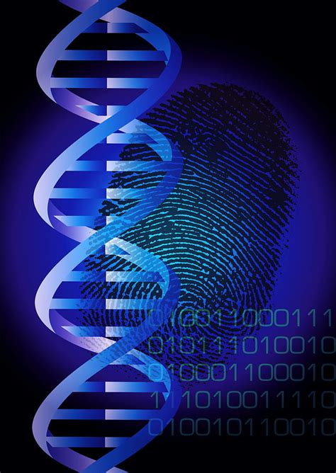 Dna Fingerprint Photograph by David Nicholls