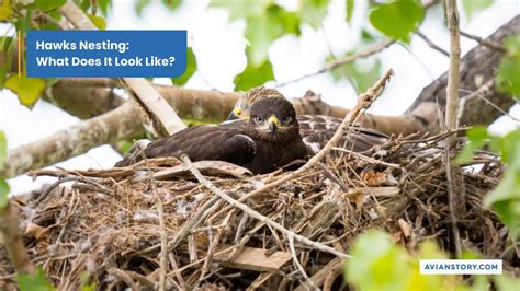 Hawks Nesting: What Does It Look Like?