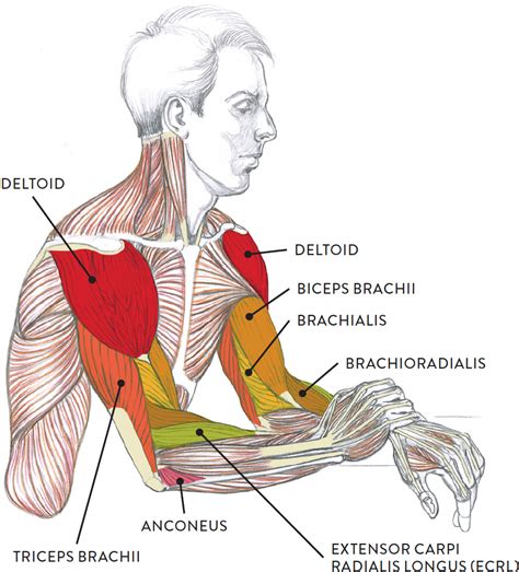 [DIAGRAM] Pain Assessment Body Diagram Arms - MYDIAGRAM.ONLINE