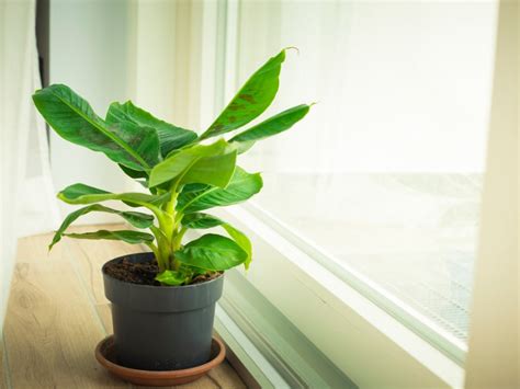 Indoor Banana Plant: How To Grow Banana Inside | Gardening Know How