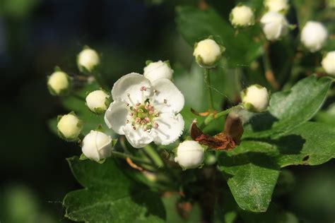 Hawthorn Blossom Blossoms - Free photo on Pixabay