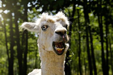 25,661 Llama Stock Photos - Free & Royalty-Free Stock Photos from Dreamstime