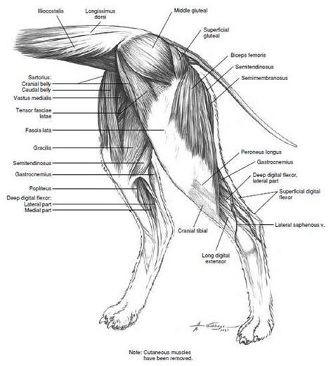 Animal Anatomy and Other on Tumblr: Subcutaneous Musculature of the Canine Forequarter Deep ...