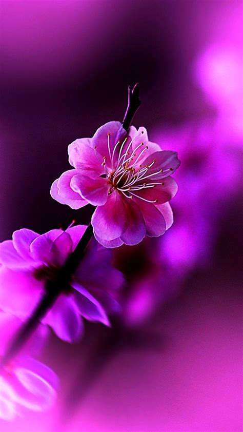 Full Hd Flowers Wallpaper For Android | Best Flower Site