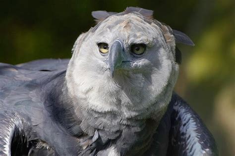 Harpy Eagle | San Diego Zoo Animals & Plants