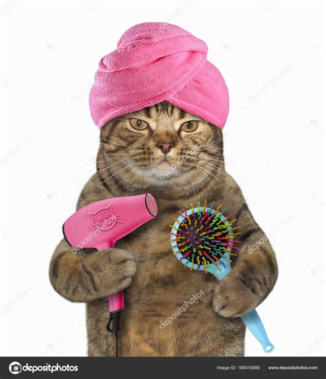 Cat with hair dryer and comb 2 Stock Photo by ©Iridi 184010080