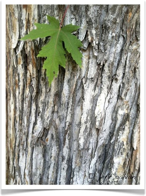 Silver Maple – Leaf – Bark | Boulder Tree Care - Pruning & Tree Removal Services