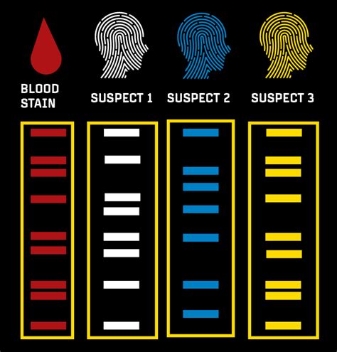 Forensics and DNA: how genetics can help solve crimes – HudsonAlpha ...