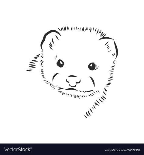 Ferret Drawing