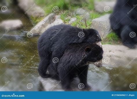 Two Beautiful Bears Hugging Each Other Stock Photo - Image of mammal, danger: 215656962