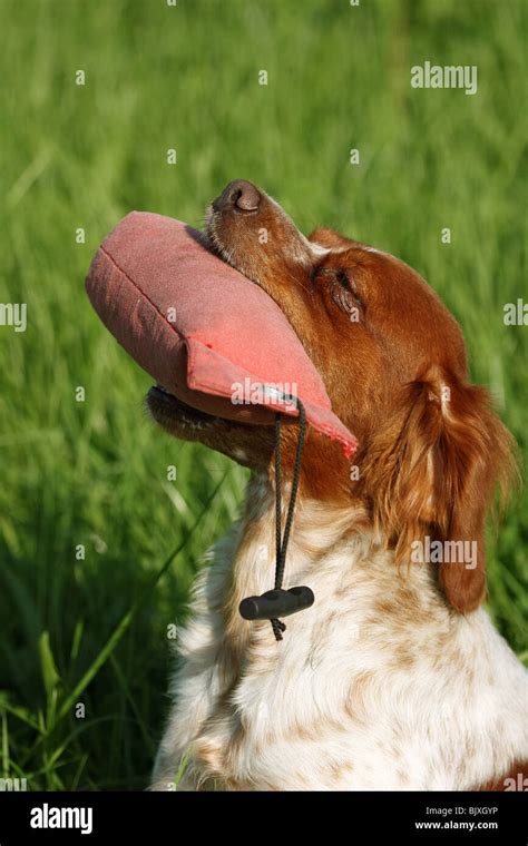 Epagneul Breton Portrait Stock Photo - Alamy