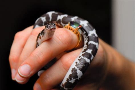 8 Small Pet Snakes for Beginners - PetHelpful