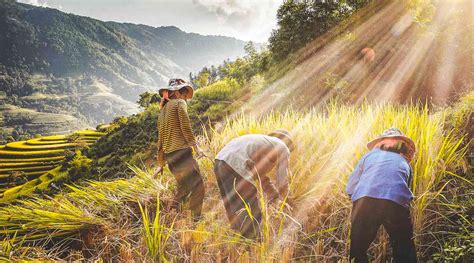 10 Most beautiful rice fields in Vietnam + best season 2024 | localvietnam