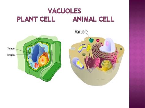 VACUOLES PLANT CELL ANIMAL CELL INTRODUCTION A vacuole