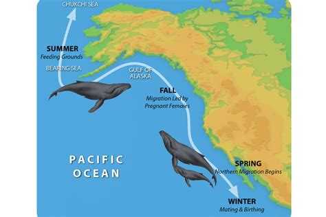 Whale Trail: The Migration of Gray Whales | Sea Kayak Adventures