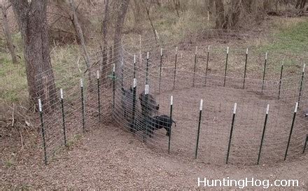 The Cattle Panel Hog Trap with Easy Door Design