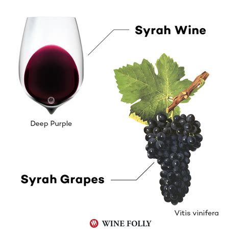 The Comprehensive Guide to Syrah | Wine Folly