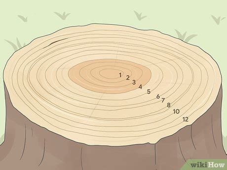 Simple Ways to Count Tree Rings: 6 Steps (with Pictures) - wikiHow