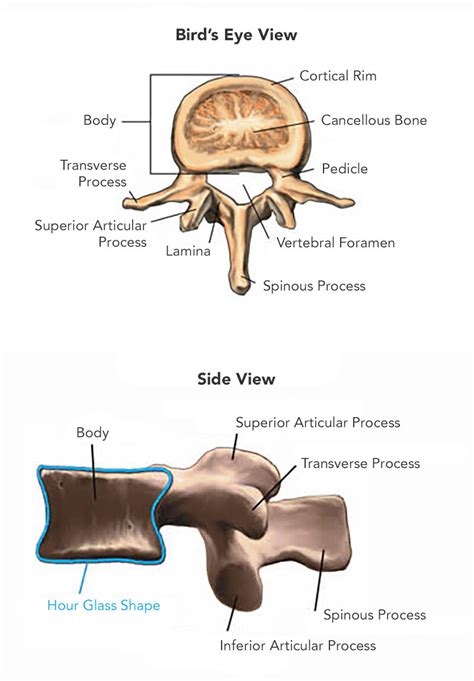 Spinal Anatomy – The American Center for Spine and Neurosurgery — ACSN