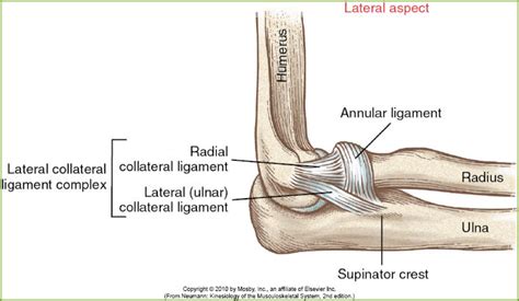 Anatomy Of The Elbow | Elbow Anatomy