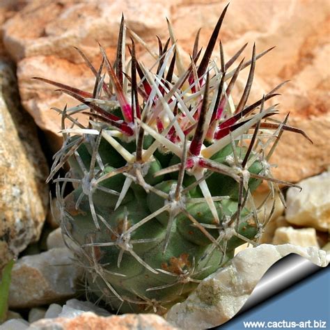 Sclerocactus glaucus SB1749 De Beque, Garfield County, Colorado, USA