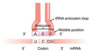 Trna Anticodon Mrna