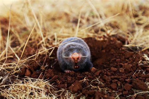 How Can I Get Rid of Moles in My Lawn? - Crownover Green