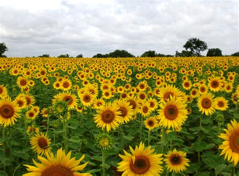 File:Sunflower Field near Raichur, India.jpg - Wikimedia Commons