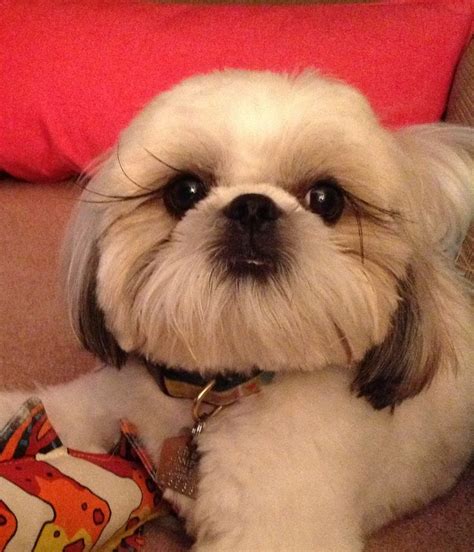 19 best images about Shih Tzu Haircuts on Pinterest | Haircuts, Foo dog and Shih tzu dog