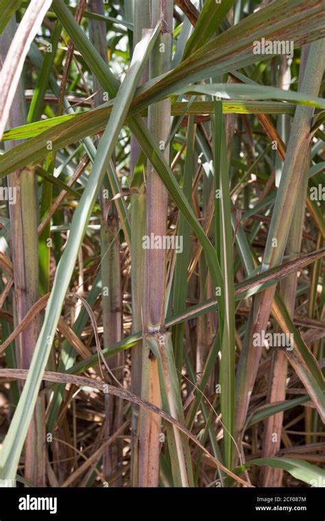 detail of sugar cane plantation countryside in Brazil Stock Photo - Alamy