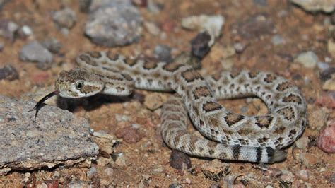 Mojave Rattlesnake Facts and Pictures