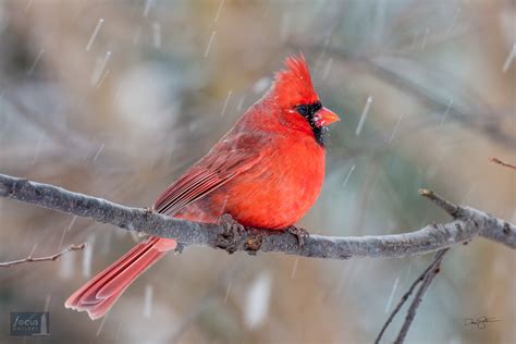 Snowy Cardinal | Arlington, Virginia | Focus Gallery - Frankfort, Michigan