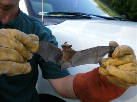 Bats – Admiral Wildlife Services