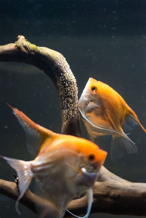 Angelfish Breeding Guide (Everything You Need to Know) - Avid Aquarist