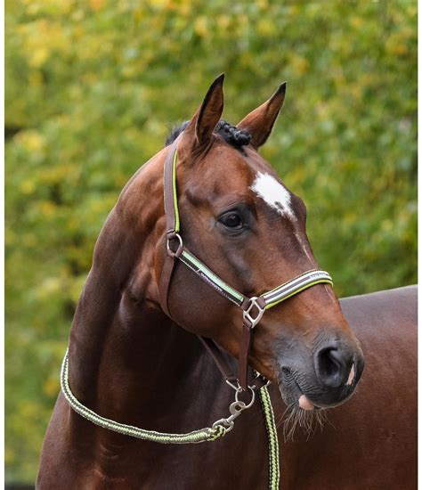 Headcollar Horse Heaven - Nylon Headcollars - Kramer Equestrian