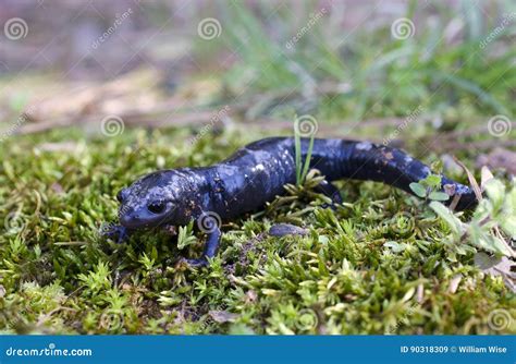 Marbled Salamander Amphibian Stock Image - Image of eastern, lizard: 90318309