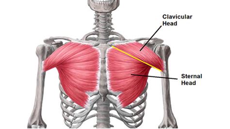 Incline Dumbbell Fly Muscles Worked